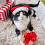 De leukste katten kerstballen voor je boom