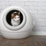 Wat is de beste kattenbakvulling voor automatische kattenbakken?