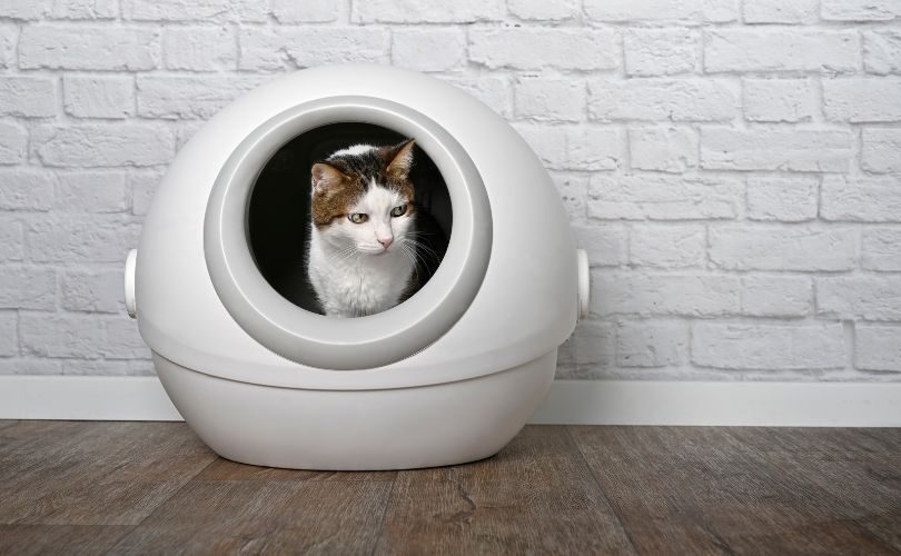 beste kattenbakvulling voor automatische kattenbakken